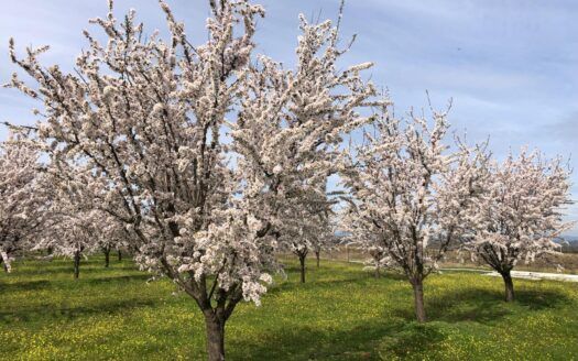 Explotación de almendros en alquiler, en Alagón del Río