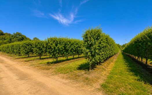 Finca de almendros en plena producción – 100 hectáreas en Torrejóncillo